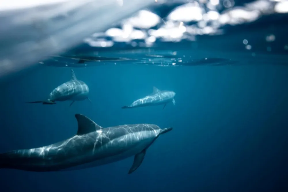 Bottlenose dolphins surfacing beside a charter boat in clear blue water off the Pompano Beach coast