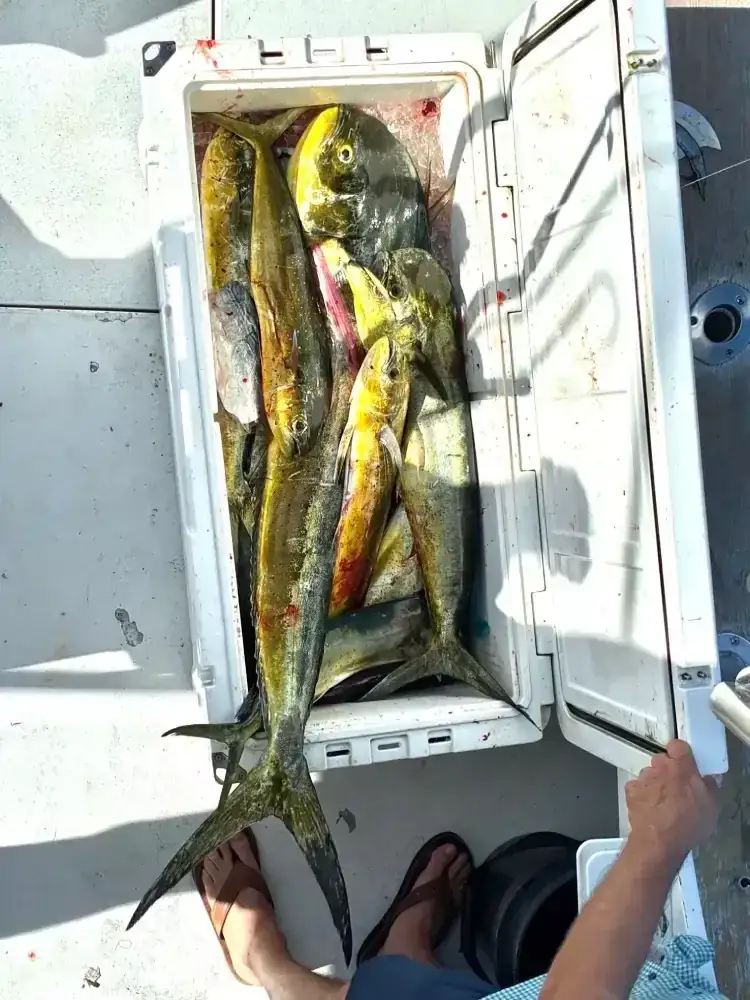 Mahi-Mahi caught on a Don't Panic Sportfishing fishing trip off Pompano Beach
