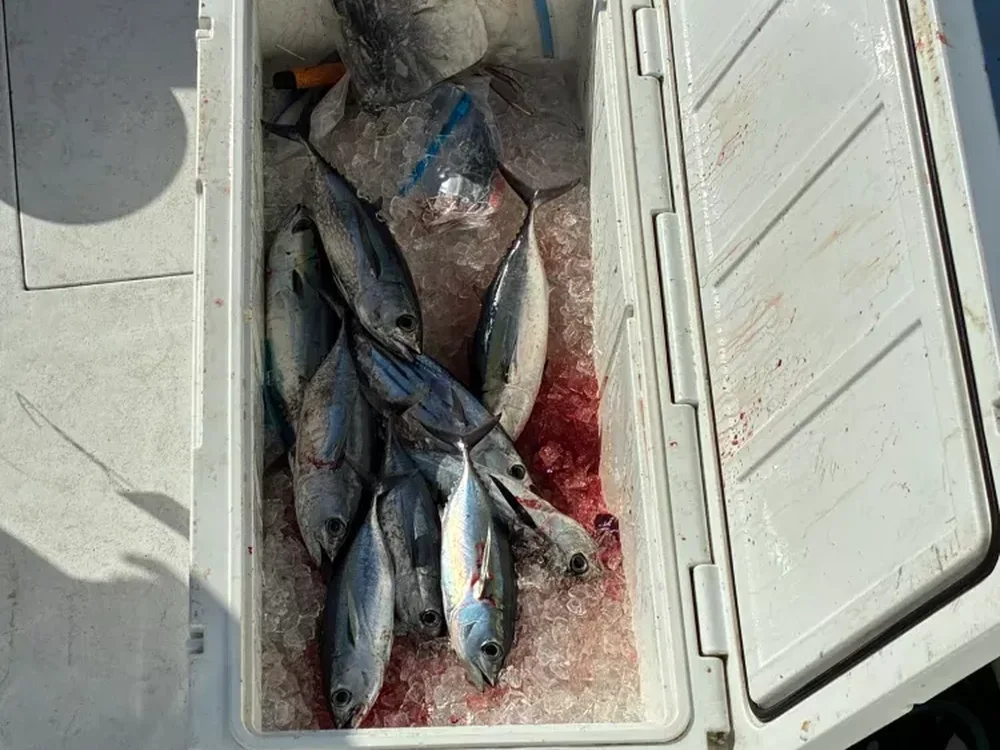 Skipjack Tuna landed on a Don't Panic Sportfishing trip